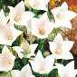 Балон Цвете Fuji Бяло семе - Platycodon grandiflorus - 110 семена