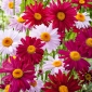 그려진 데이지 로빈슨의 싱글 믹스 씨앗 - 국화 coccineum - 200 종자 - Chrysanthemum coccineum
