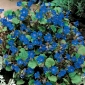 Desert bluebell - 850 semien - Phacelia campanularia  - semená