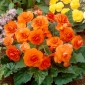 Multiflower begonia - Multiflora Maxima - orange flowers - 2 pcs