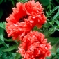 Oriental poppy - Garden Glory - 1 pc