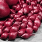 Cebolas para plantar - Wenta - vermelhas - 0,25 kg
