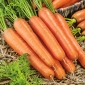Porkkana Long Red Stumps - myöhäinen lajike - 