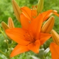 Asiatic Lily - Orange Ton