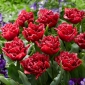 Tulipán - Cranberry Thistle - 5 db