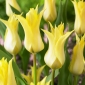 Tulip - Florijn Chic - 5 pcs