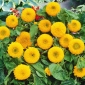 Dwarf Double Sunflower frön - Helianthus annuus fl. pl. - 90 frön
