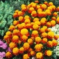 マリーゴールドオレンジ炎の種 - マンジュギクpatulaナナ -  350種子 - Tagetes patula L. - シーズ