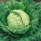 Savoy cabbage 'Aubervilliers' - 