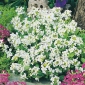 アルパインロッククレスの種子 - アラビアアルピナ -  1170種子 - Arabis alpina - シーズ