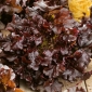 Lactuca sativa L. var. Longifolia - 1150 sēklas - Red Salad Bowl