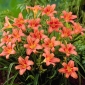 Daglelie (Hemerocallis) 'Pink Damask' - 1 plant