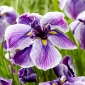Giaggiolo, Iris kaempferi (Iris ensata) „Dinner Plate Sundae”