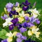 Iris sibirica Mix