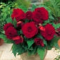 Begonija - polnjeni cvetovi, temno rdeča - 2 čebulici