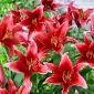 Lily 'Red Flash' - Oriental, Fragrant