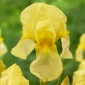 Giaggiolo, Iris germanica „Burning Bright”