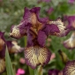 Giaggiolo, Iris germanica „Gnu Rayz”
