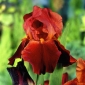 Giaggiolo, Iris germanica „Sultan's Palace”