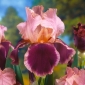 Giaggiolo, Iris germanica „Wine and Roses”