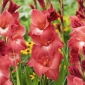 Miekkalilja - Gladiolus 'Indian Summer' - 5 kpl
