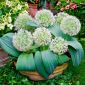 Allium karataviense - 3 cibuľky - Allium karataviense Ivory Queen
