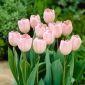 Tulipano Douglas Baader - pacchetto di 5 pezzi - Tulipa Douglas Baader