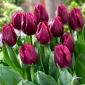 Tulppaanit Recreado - paketti 5 kpl - Tulipa Recreado