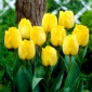 Tulipa Royal Elegance - pacote de 5 peças