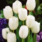 تولی سفید رویای - رویای سفید گلوله - 5 لامپ - Tulipa White Dream