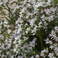 Sementes de Statice alemãs - Limonium tataricum - 100 sementes