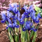 Kevätkurjenmiekka - paketti 10 kpl - Iris reticulata