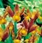 Lis (Iris × hollandica) - Bronze Queen - pakket van 10 stuks