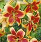 Дървена лилия - Деби - Lilium Asiatic Tigrinum