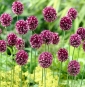Pór kulatý - Allium rotundum - 3 ks; česnek fialový květ - 