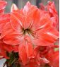 Hippeastrum Lady Jane - květinové cibulky / hlíza / kořen
