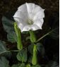 Trumpeta Bílého Ďábla; metel - 28 semen - Datura fastuosa - semena