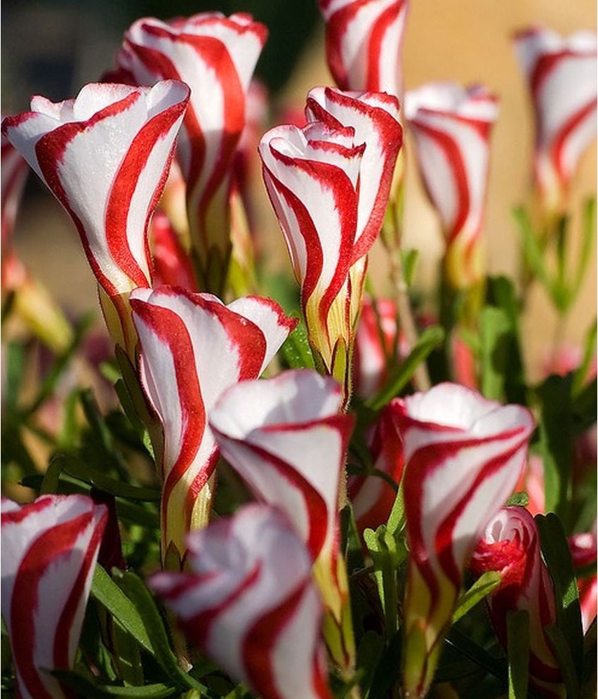 Oxalis Versicolor Candy Cane Sorrel 2 bulbs Garden Seeds Market