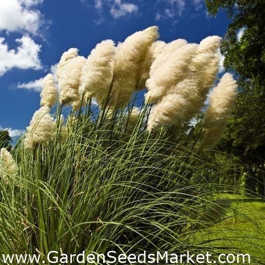 Graines d'Herbe de la Pampa blanche - Cortaderia selloana - 156 graines –  Garden Seeds Market | Livraison gratuite