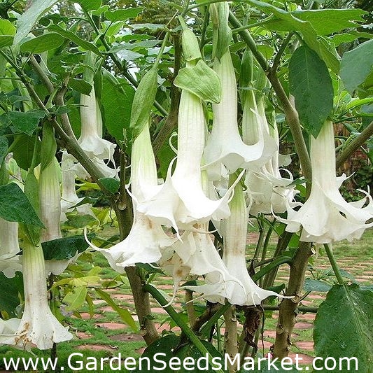 天使のトランペットの種 ダトゥラ アーボレア 5種 Datura Arborea シーズ Garden Seeds Market 送料無料