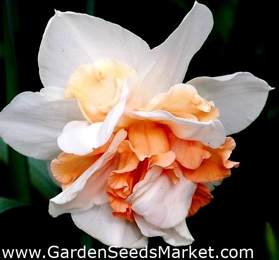 Narcissus Flower Drift - Daffodil Flower Drift - 5 bulbs – Garden Seeds
