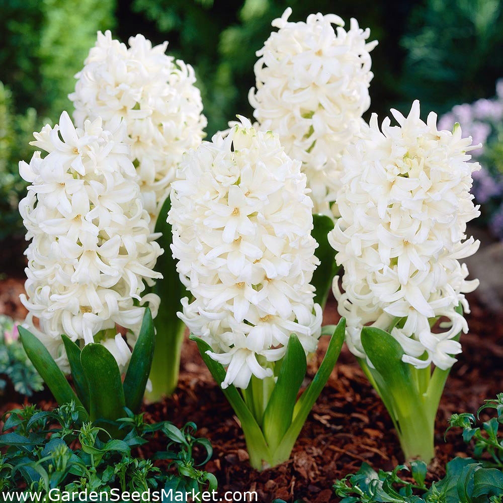 Jacinthe d'Orient - Carnegie - paquet de 3 pièces - Hyacinthus orientalis –  Garden Seeds Market | Livraison gratuite