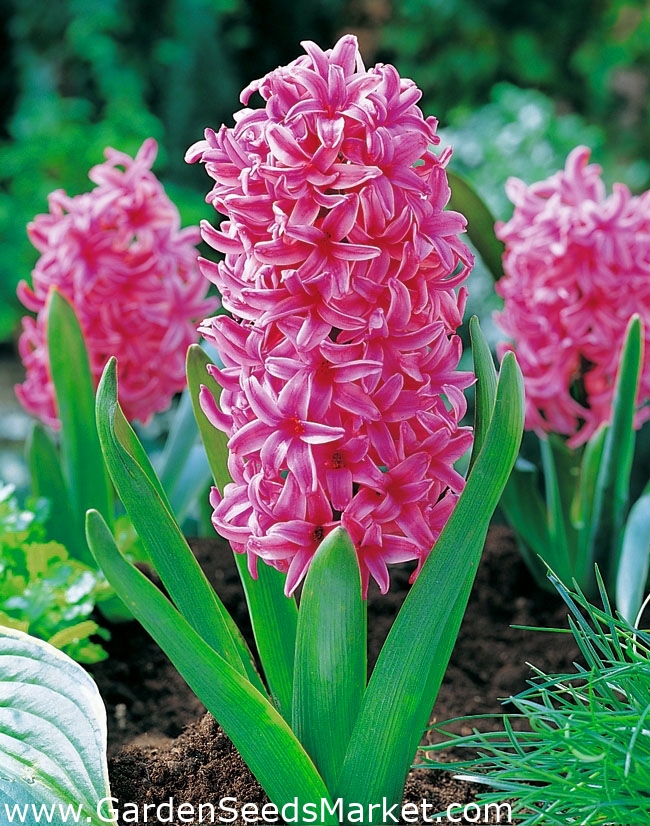 Jacinthe d'Orient - Pink Pearl - paquet de 3 pièces - Hyacinthus orientalis  – Garden Seeds Market | Livraison gratuite