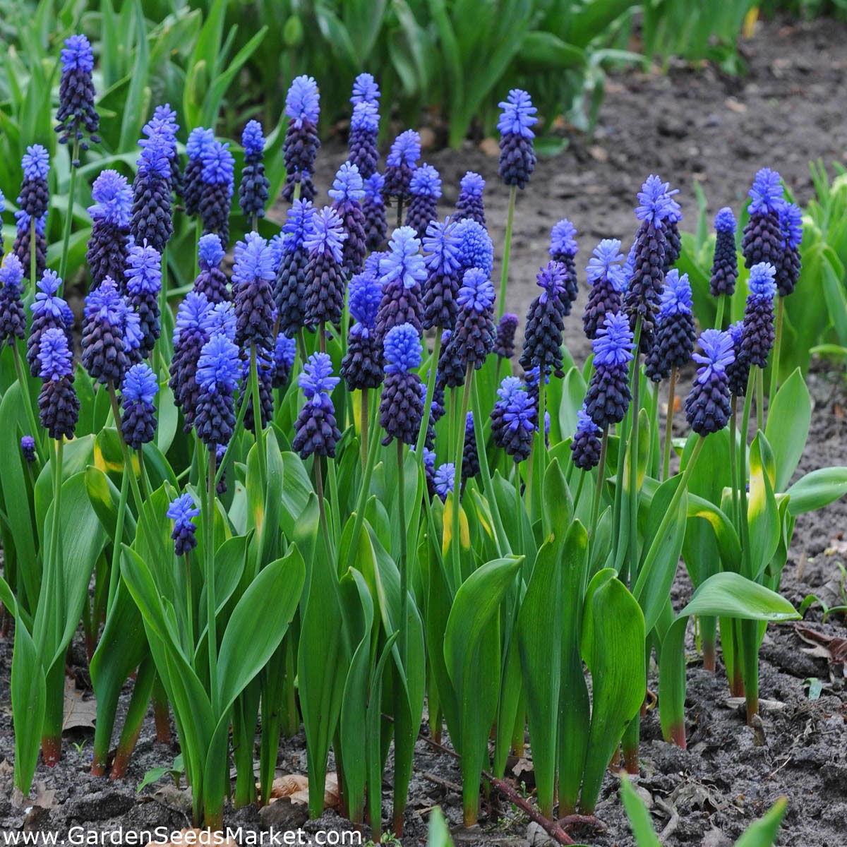 ムスカリlatifolium グレープヒヤシンスlatifolium 10球根 Muscari Latifolium Garden Seeds Market 送料無料 ムスカリlatifolium グレープヒヤシンスlatifolium 10球根 Muscari Latifolium Garden Seeds Market 送料無料