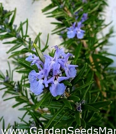 Fines herbes-Suffolk Herbes-Romarin Graines-Rosmarinus officinalis-paquet illustré Fines herbes-Suffolk Herbes-Romarin Graines-Rosmarinus officinalis-paquet illustré
