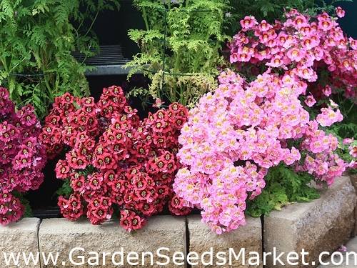 Butterfly Flower zmiešané semená - Schizanthus wisetonensis - 900 semien –  Garden Seeds Market | Doprava zdarma