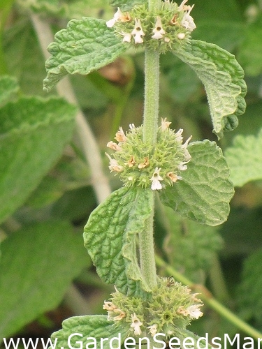 بذور البياض الأبيض - Marrubium vulgare - 100 بذرة - ابذرة – Garden Seeds  Market | الشحن مجانا