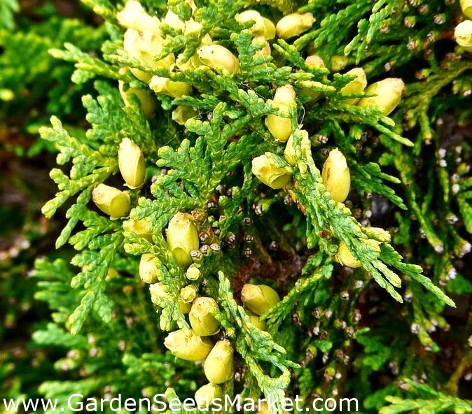 White cedar seeds Thuja occidentalis 65 seeds Garden Seeds Market