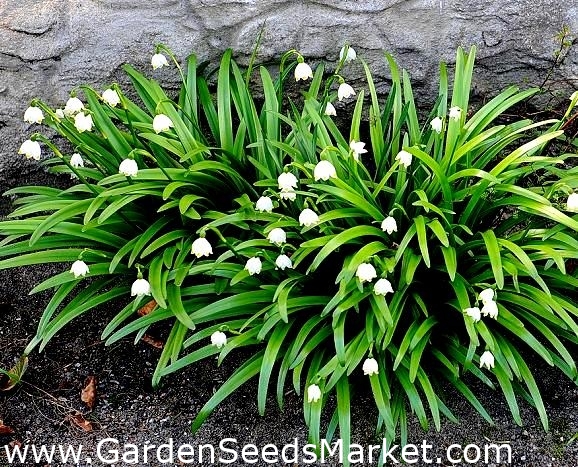 Leucojum Aestivum サマースノーフレーク 5球根 Garden Seeds Market 送料無料
