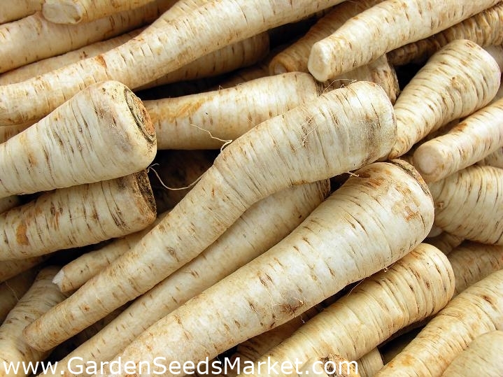 Home & Living Outdoor & Gardening 425 seeds Zlata Yellow radish etna.com.pe